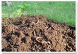 Manufacturers,Suppliers of Organic Manure